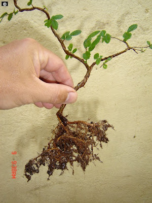 Partes da Planta: raízes