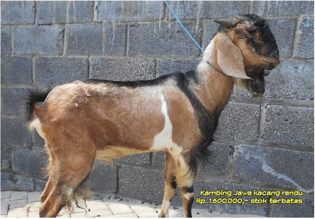 Kambing Kacang Jawa Randu - Kambing Qurban Surabaya