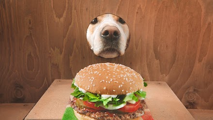 Der Burger King WHOPPER® Dog |  Kann man einen Hund trainieren Whopper aufzuspüren?