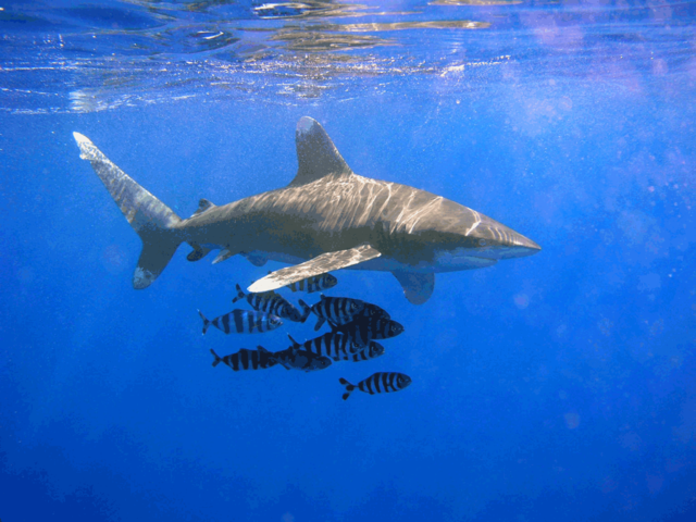 Endangered New Jersey: Oceanic Whitetip Shark Classified As Threatened