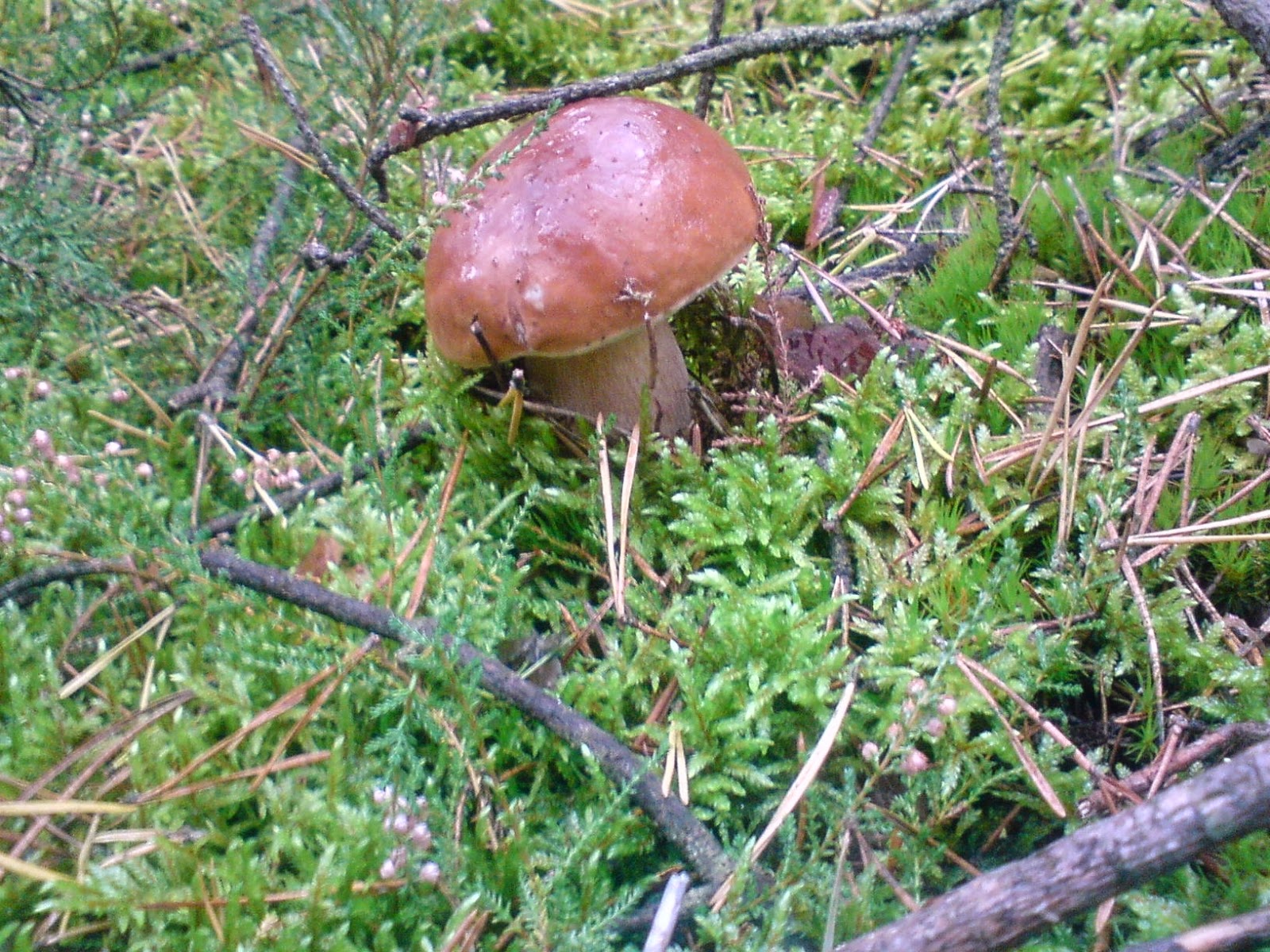 Fotopstryczek Ubiegłoroczne grzybobranie