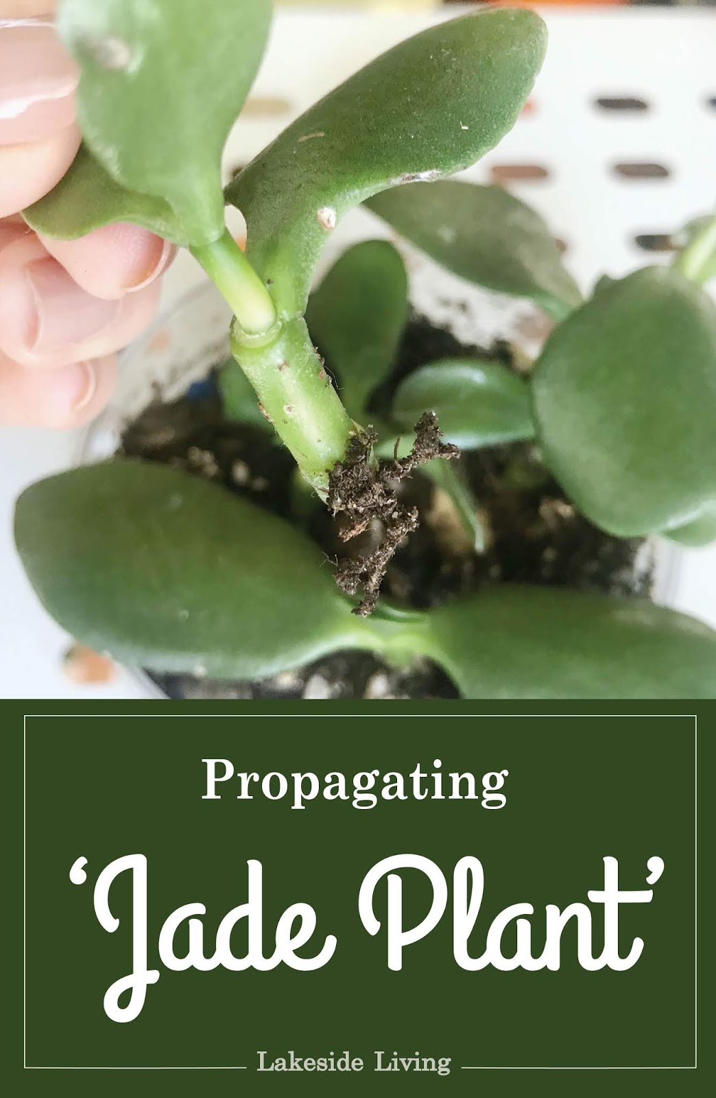 How to Grow and Propagate Jade Plant