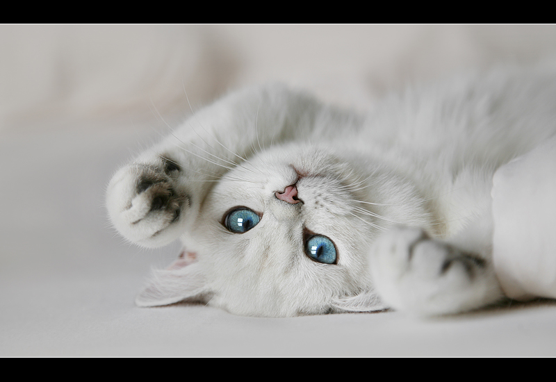 Imagenes De Gatos Gatitos Tierna Imagen De Gatito Blanco De Ojos Azules 2 3 16