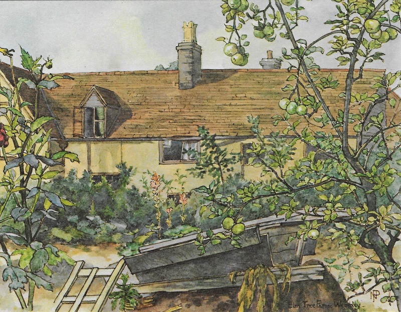 WEMBLEY MATTERS The Wembley Elm why is it special?