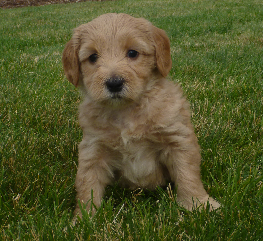Labradoodle Puppies Joy's Australian Labradoodle Puppies at 5 weeks