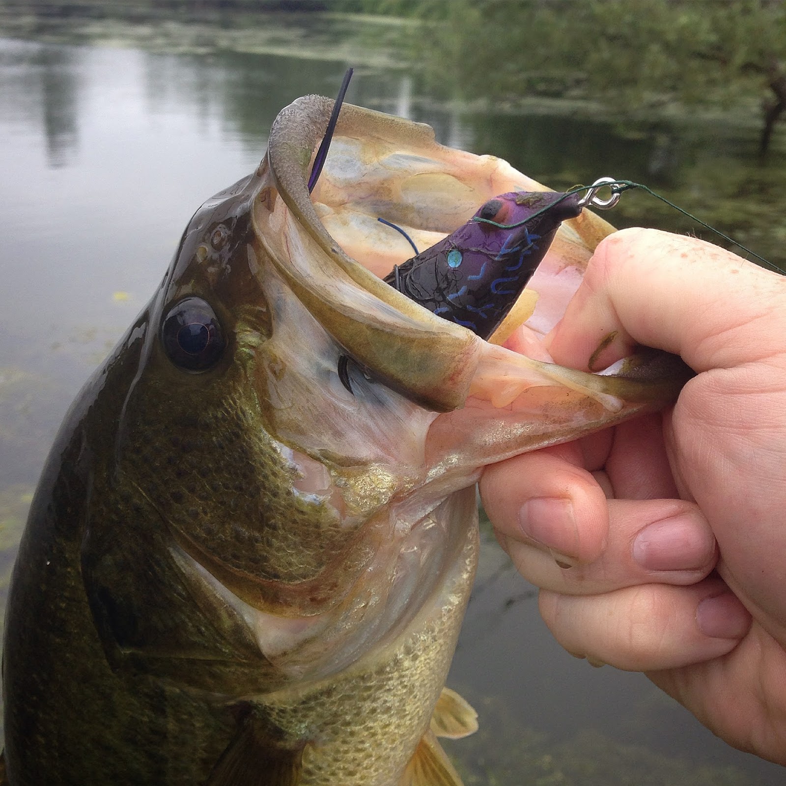 Bass Junkies Fishing Addiction