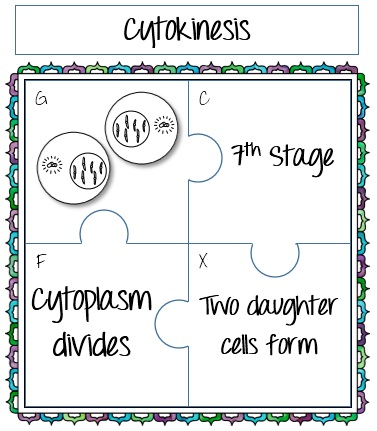 Math in Demand: Mitosis Puzzle Activity