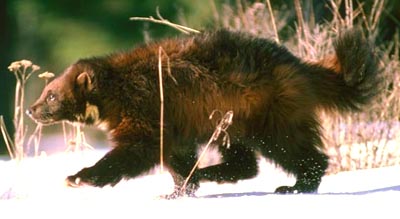 Wolverine Hewan Rakus Tanpa Rasa Takut Re Tawon