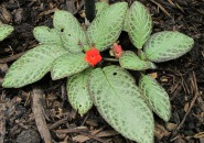 Episcia-cupreata