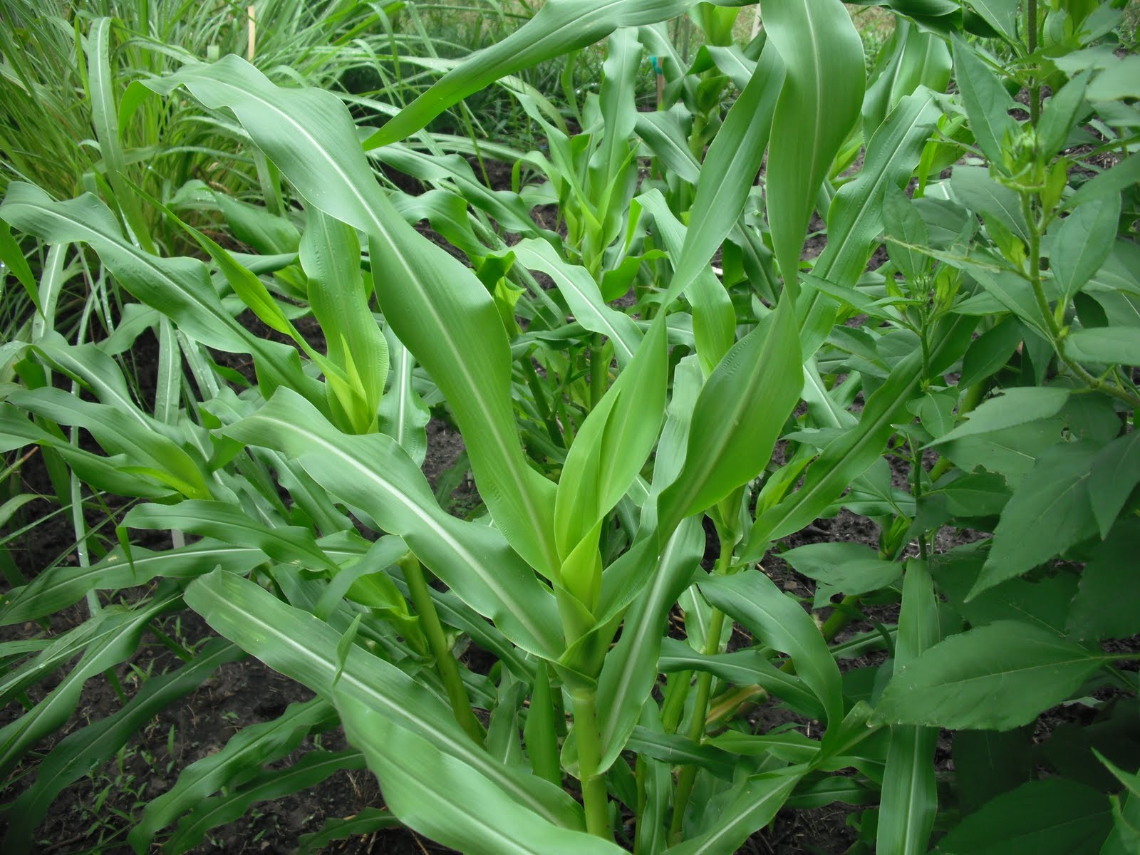 The Perennial Agriculturalist Zea diploperennis