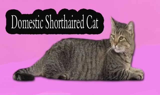 Domestic Shorthaired Cat Information