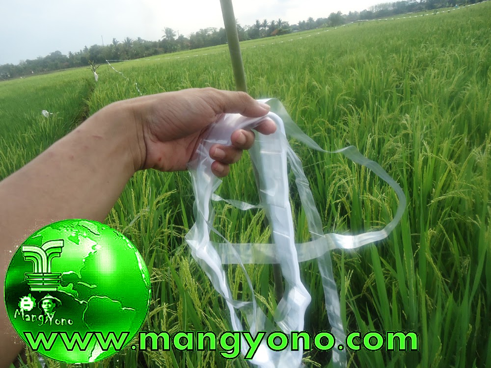 Cara Mengusir Burung Pipit Di Sawah Dengan Plastik