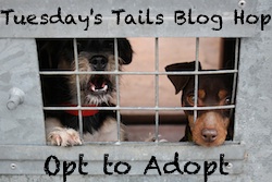 http://dogsnpawz.com/tuesdays-tails-beautiful-lab-needs-forever-home/#.VpUPqv_H_IU
