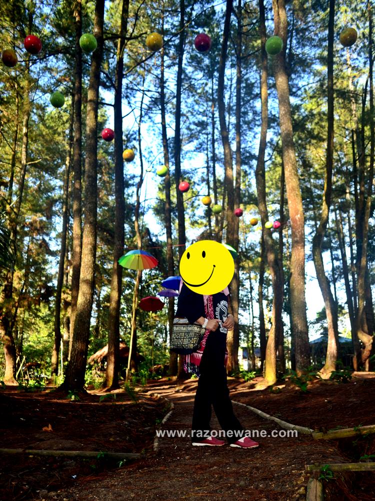 Ekowisata Hutan Pinus Sumber Jaya Lampung Barat Perjalananku