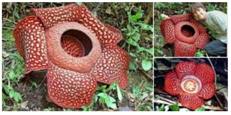 Ciri-ciri khusus pada tumbuhan - Materi Pelajaran SD