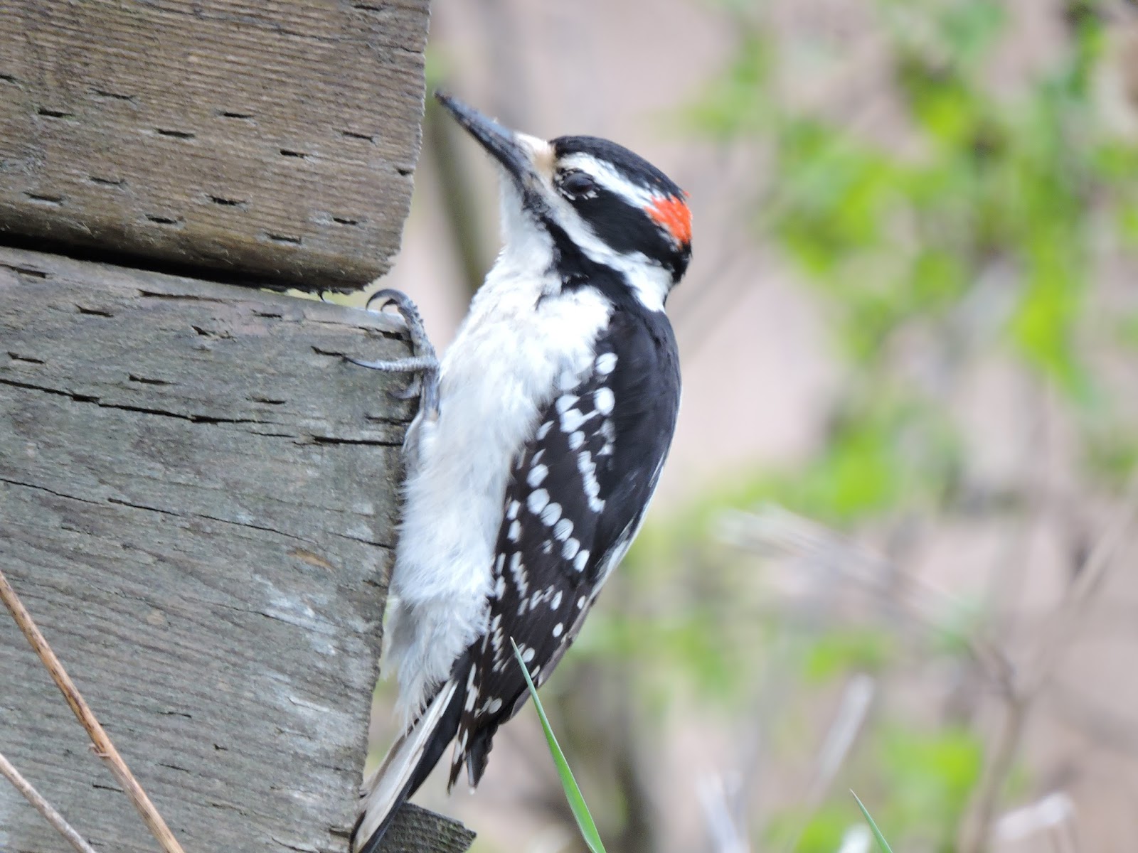 Bev's Nature Blog: Hairy and Downy Woodpeckers