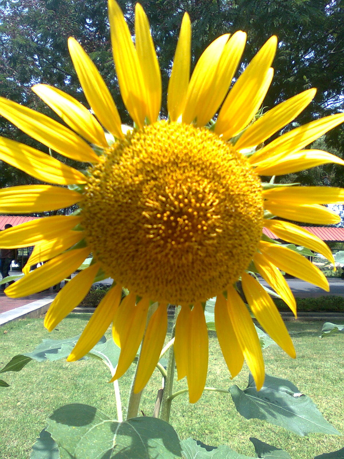 full view of sun flower