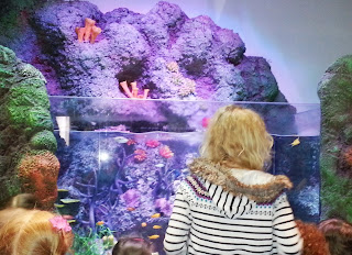 SEaLife Manchester foyer fish tank