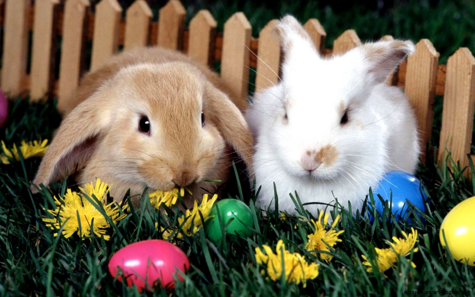 Easter Bunny Wallpaper Exclusive Easter Bunny Wallpaper Exclusive