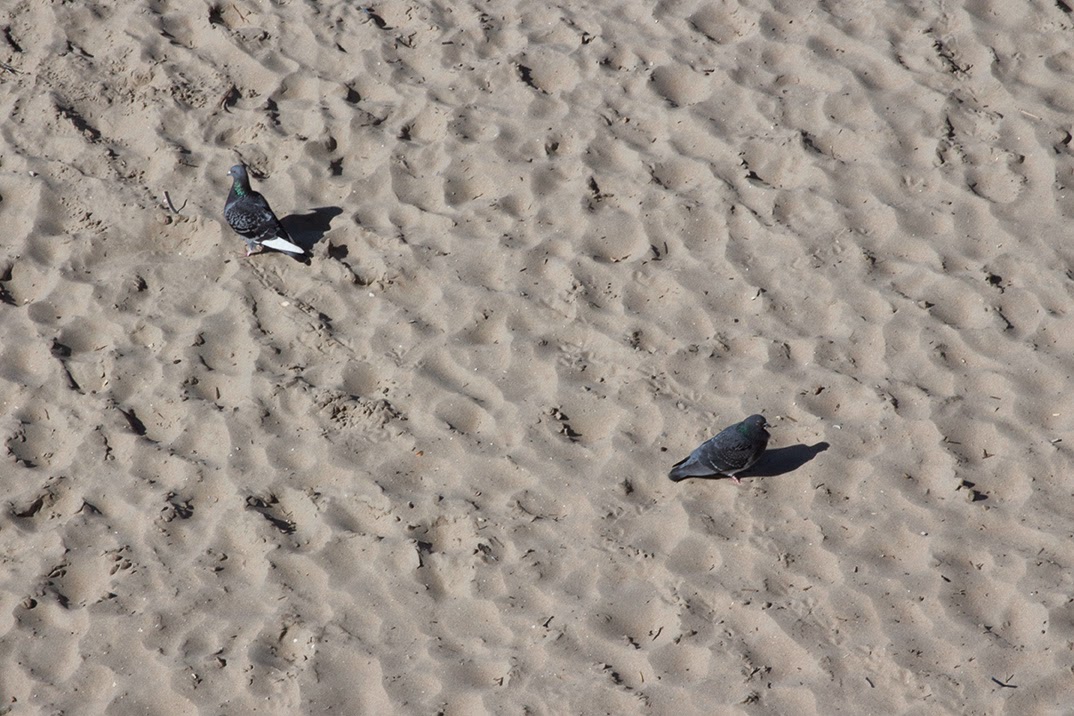 two pigeons in sand