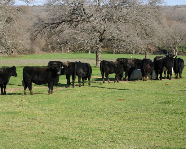 Z-N-T Cattle Co.: Fall Bred Heifers For Sale by 4J Family Cattle (SOLD)