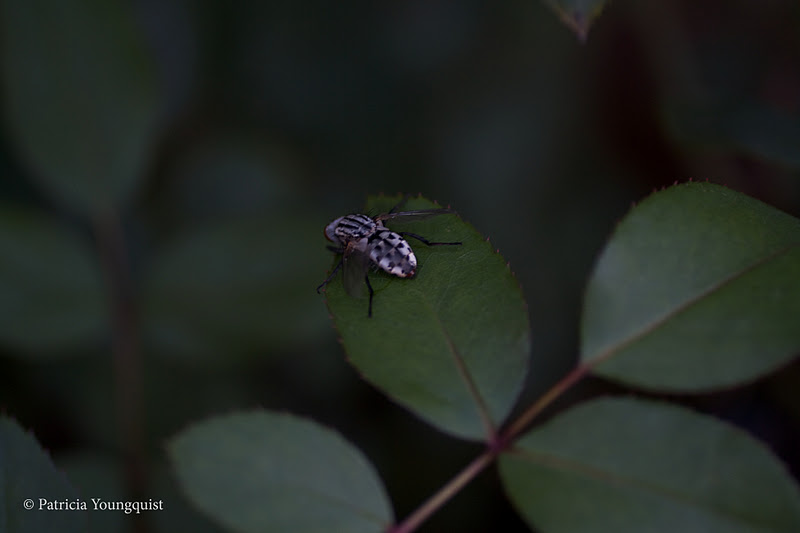 Physocarpus Opulifolius Stock Photos Physocarpus Opulifolius