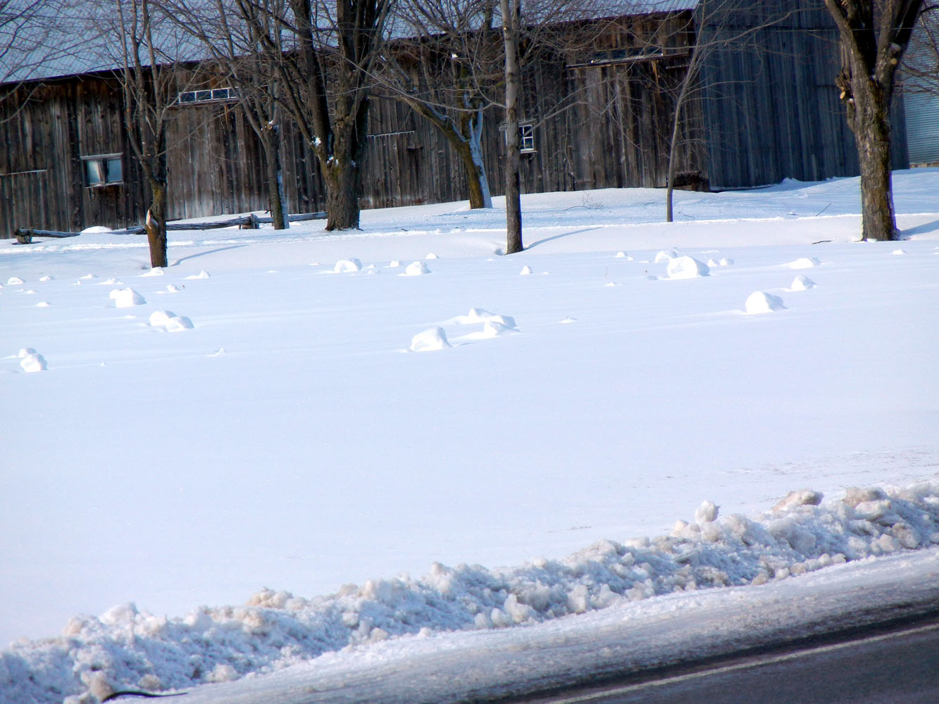 Ronna's Blog Snow Rolls