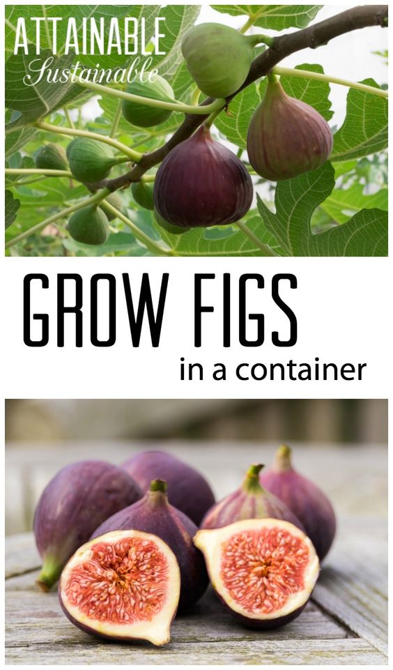 How to Grow Fig Tree at Home, A Growing Guide Everything About Garden