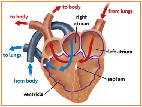 Makalah Tentang Sistem Peredaran Darah Biologi