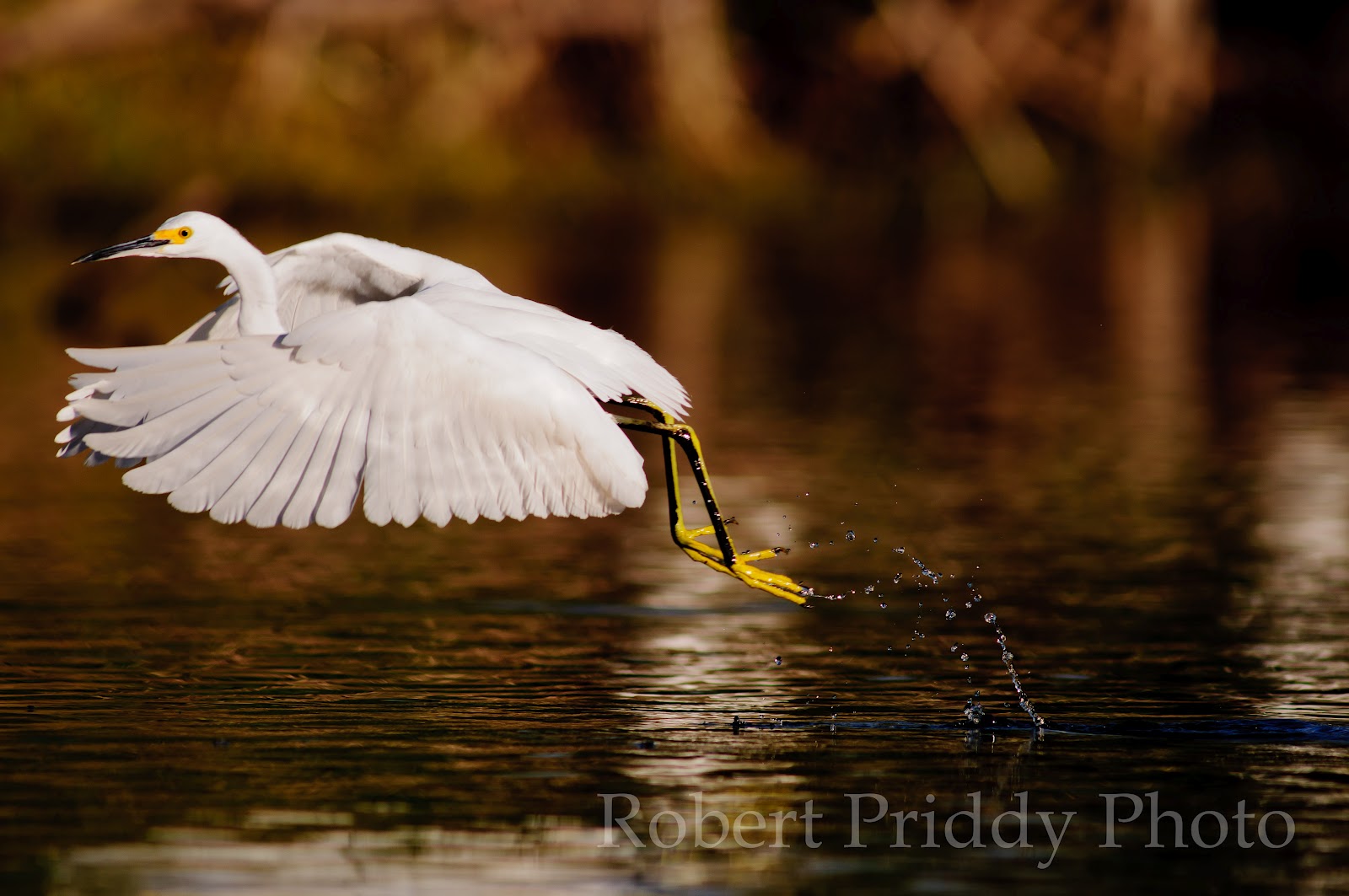 Robs Photo Facts Photographing Birds Light is the Answer