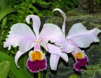 forumagel.com ORKİDE (Phalaenopsis) BAKIMI