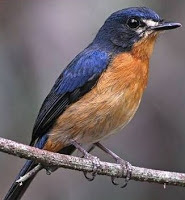 susah gampang memang agar burung liar makan voer terutama ini terjadi pada burung tledekan Cara Agar Burung Tledekan Makan Voer