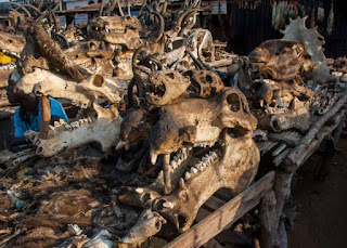 Investigasi Dunia Perdukunan Voodoo di Negara Togo Investigasi Dunia Perdukunan Voodoo di Negara Togo
