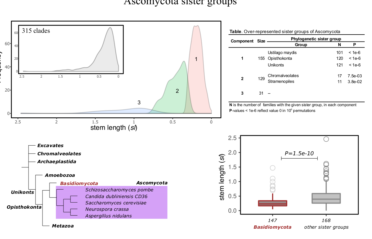 what is a sister group in biology
