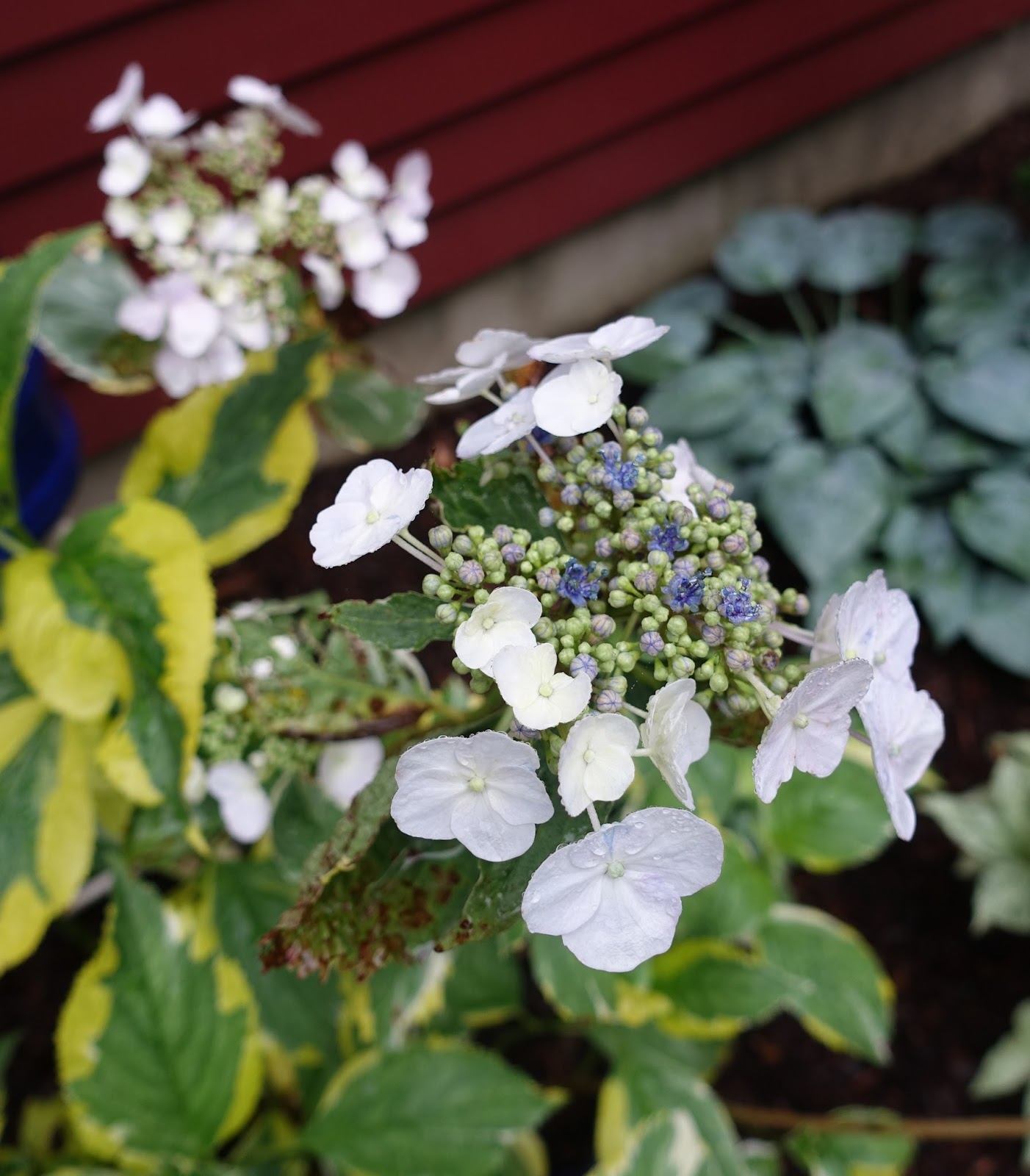 Three Dogs In A Garden Hydrangeas Care Basics Old New Varieties