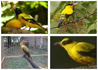 jenis burung kepodang burung kepodang, macam kepodang, jenis kepodang, jenis burung kepodang, kepodang