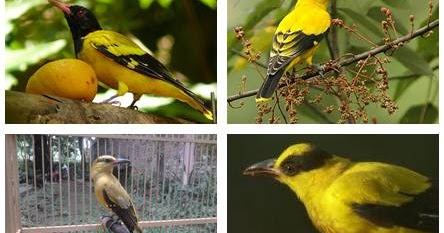 Berbagai Macam Jenis Burung Kepodang Lengkap Dengan Gambar