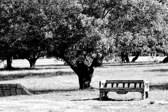 park - seat with tree in the background 