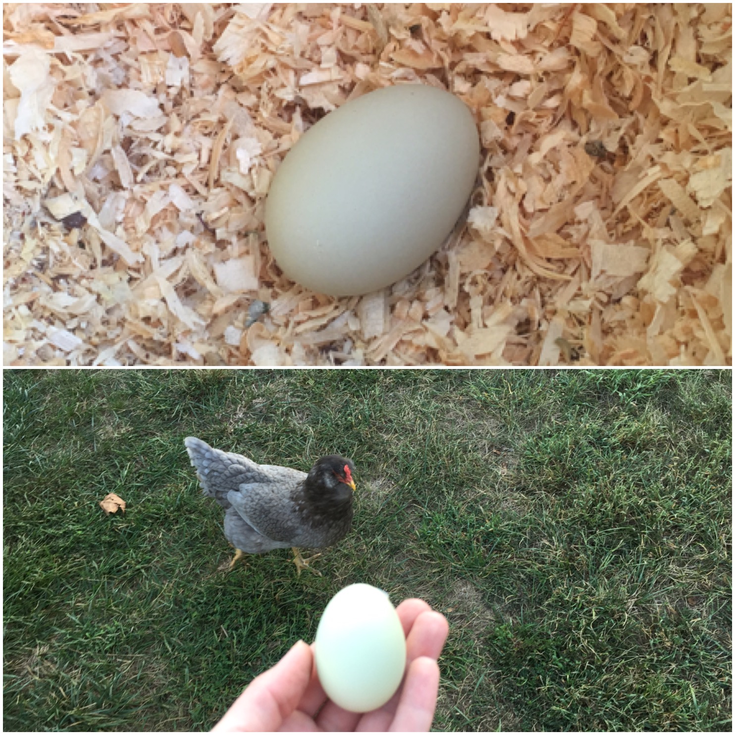 Bonz Blogz My first Chicken egg