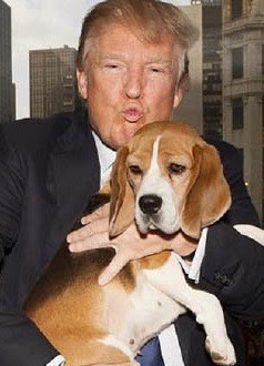 KIKO'S HOUSE: The Sad Tale Of Amish Puppy Mills In Ohio ...