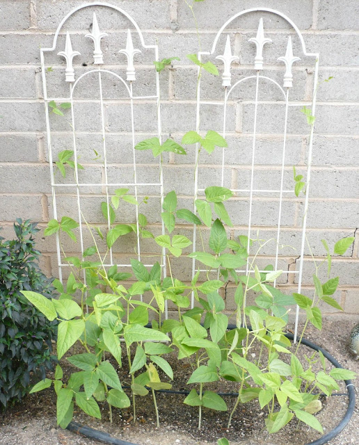 How to Grow Edamame, Tips For Growing and Harvesting Edamame