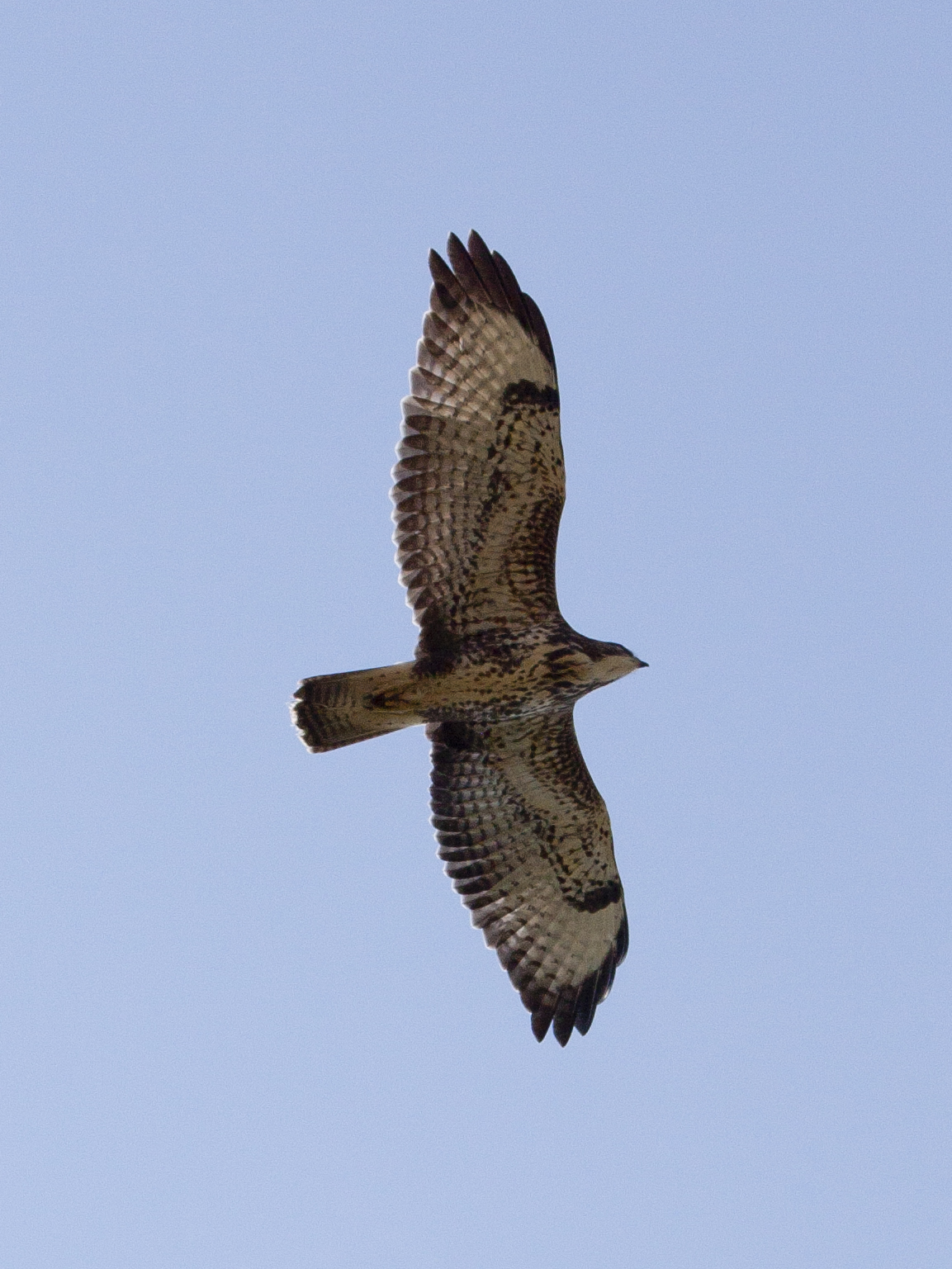 Sharpes birds Common Buzzard