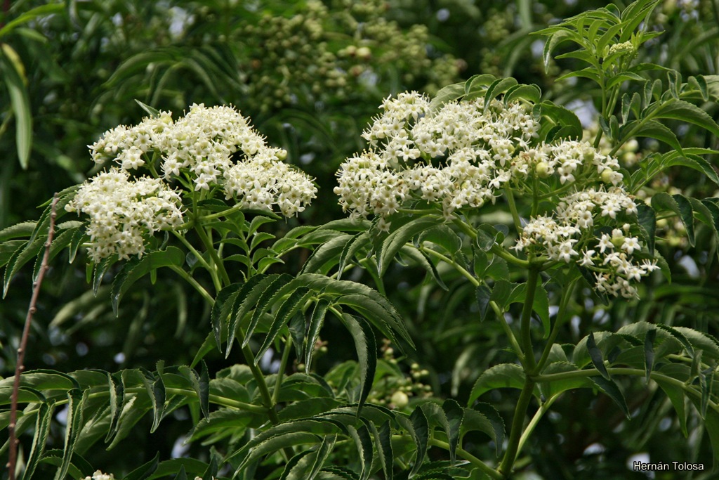 Flora Bonaerense Sauco Sambucus Australis