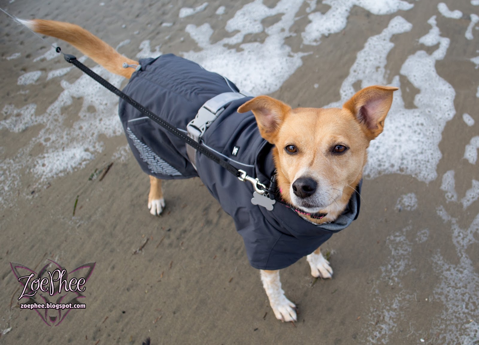 ZoePhee The New Extreme Warmer Dog Coat by Hurtta!