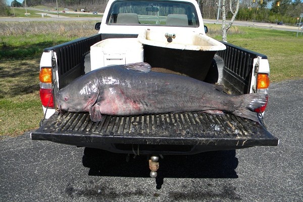 Big Fishes of the World: BLUE CATFISH (Ictalurus furcatus)