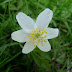 Wood Anemone (Anemone nemorosa) - Nature Diary - 2nd April 2022.