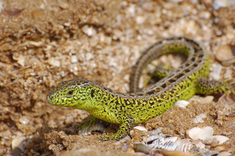 The Sand Lizard Amazing Animal Facts & Photographs.