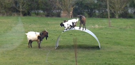 Video des Tages : Nur ein paar Ziegen die Spaß mit einem Stahlblech haben.
