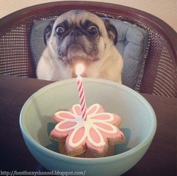 Funny dog and cake.