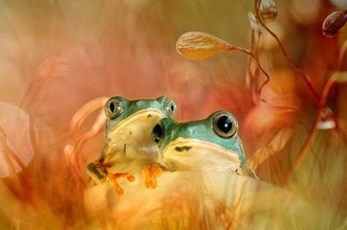 05-Wil-Mijer-Frog-Macro-Photography-www-designstack-co